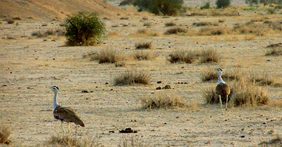 Desert Safari Tour Jaisalemr