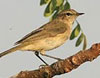 Bird Watching Tour Gujarat