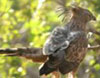 Bird Watching Tour Gujarat