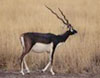 Wildlife at Gir National Park