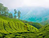 Kerala Munnar Tea Estate