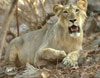 Lion at Gir National Park