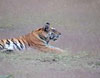 Tiger at Corbett