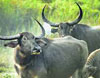 Kaziranga National park Tour